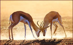 best_of_south_africa